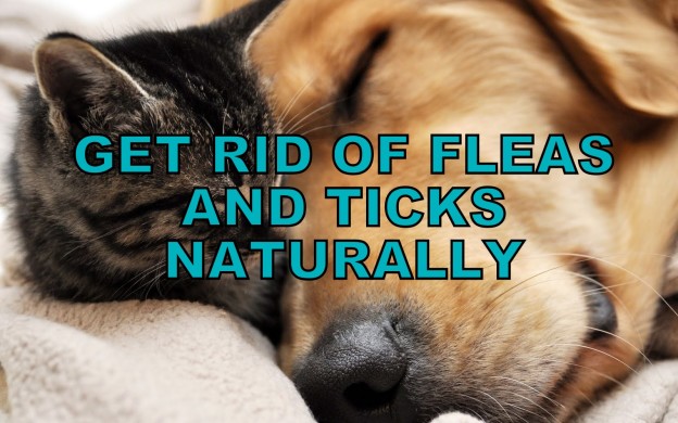 How To Get Rid Of Fleas & Ticks Naturally? [Infographic+Text]