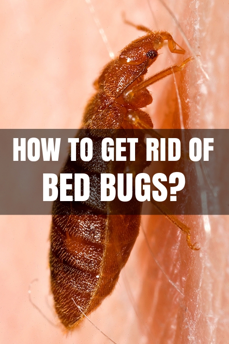 How To Get Rid Of Bed Bugs At Home? | How To Kill Bed Bugs?