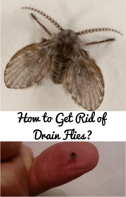 How to Get Rid of Drain Flies? How To Kill Drain Flies?