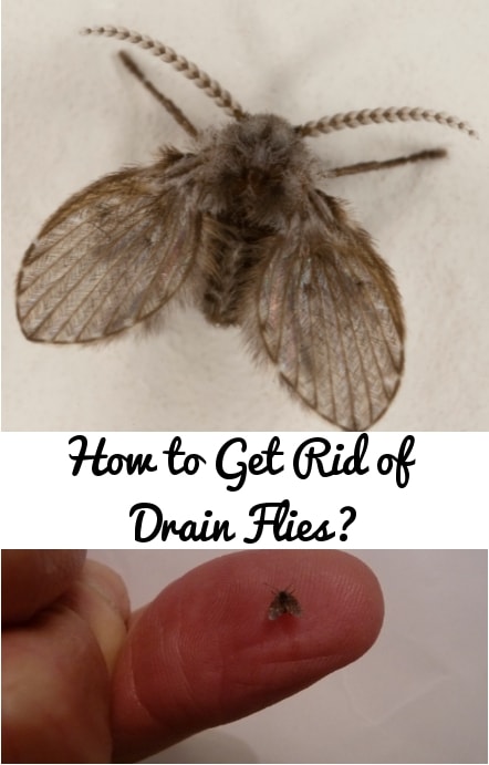 How To Get Rid Of Drain Flies? How To Kill Drain Flies?