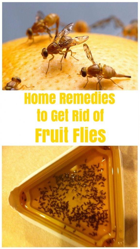 how-to-trap-and-get-rid-of-fruit-flies