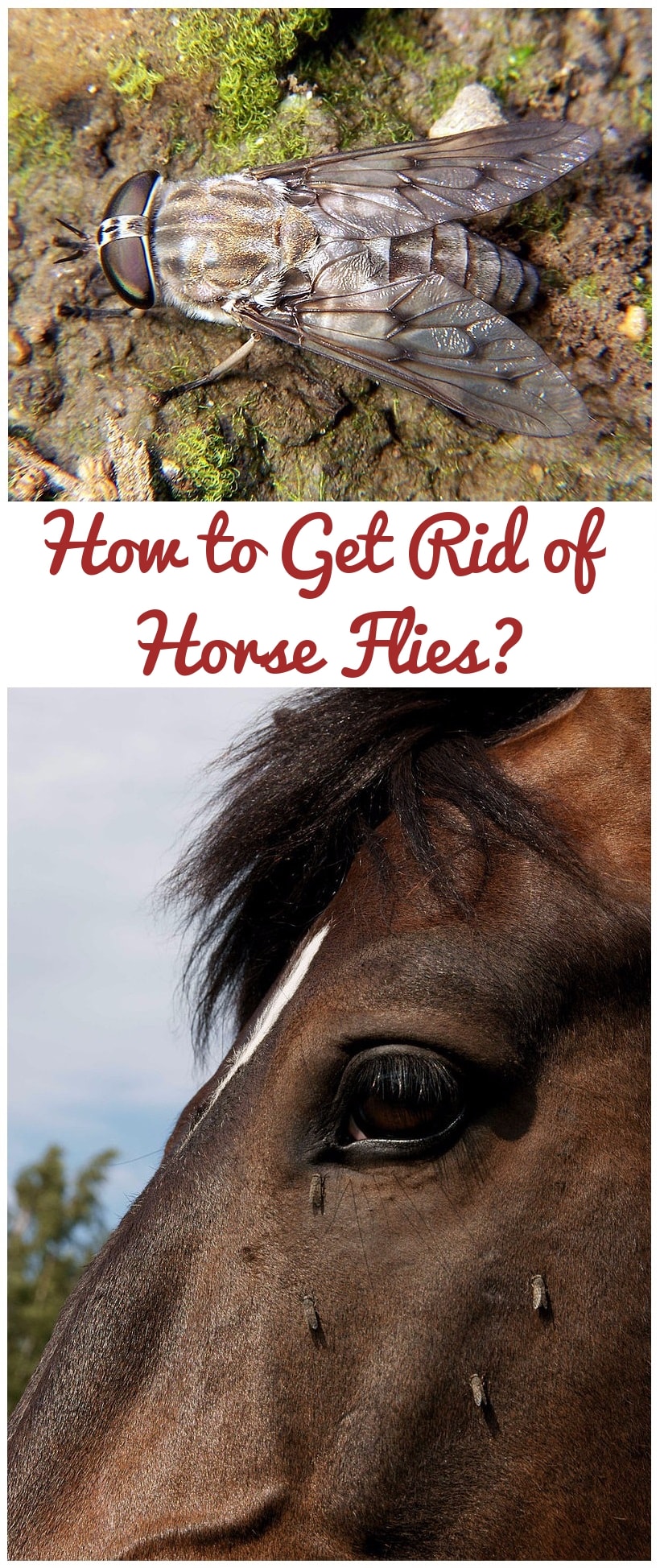 How to Get Rid of Horse Flies? Easy Tips to Get Rid of Horse Fly Menace