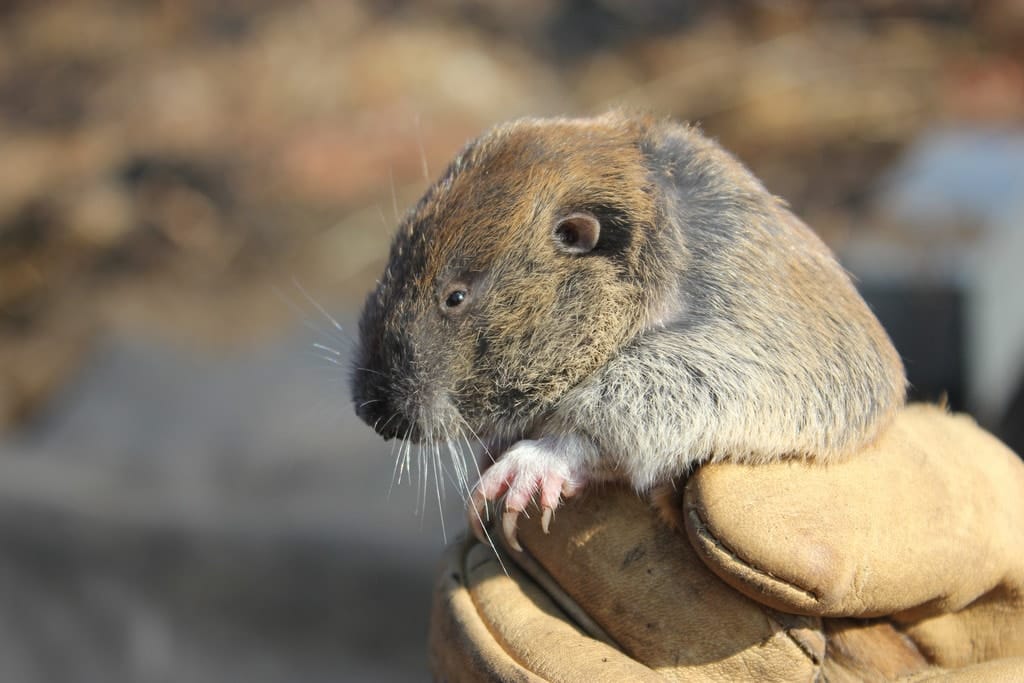 How to Get Rid of Gophers? Top 13 Hacks To Remove Gophers From Your Garden
