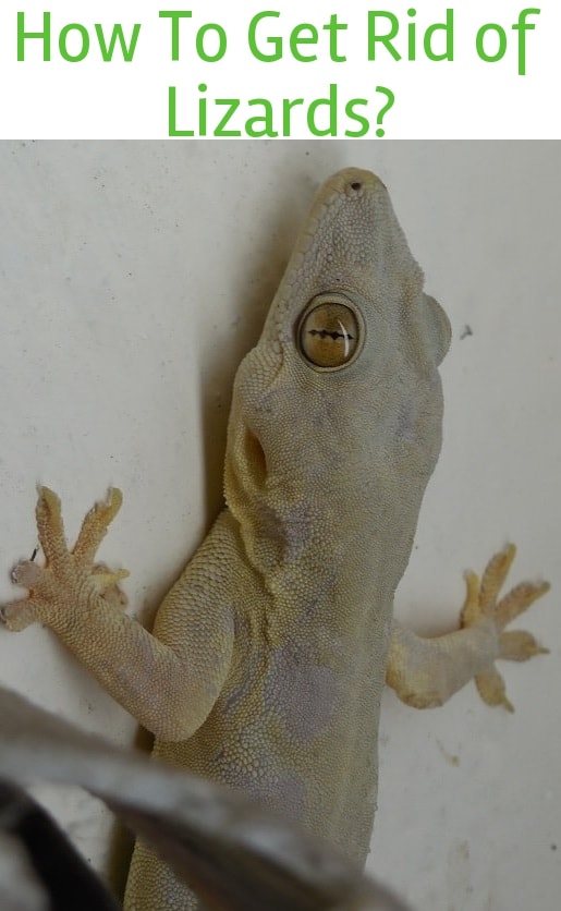 How to Get Rid of Lizards? Home Remedies For Lizards Infestation
