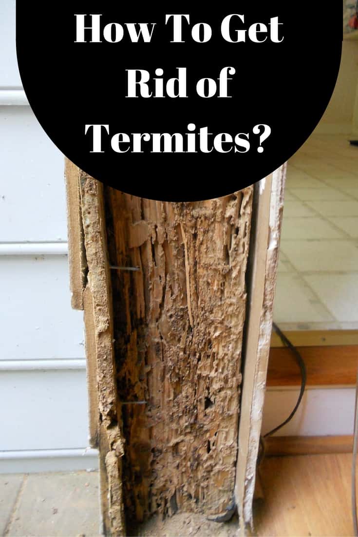 How to Get Rid Of Termites with Home Remedies? How to