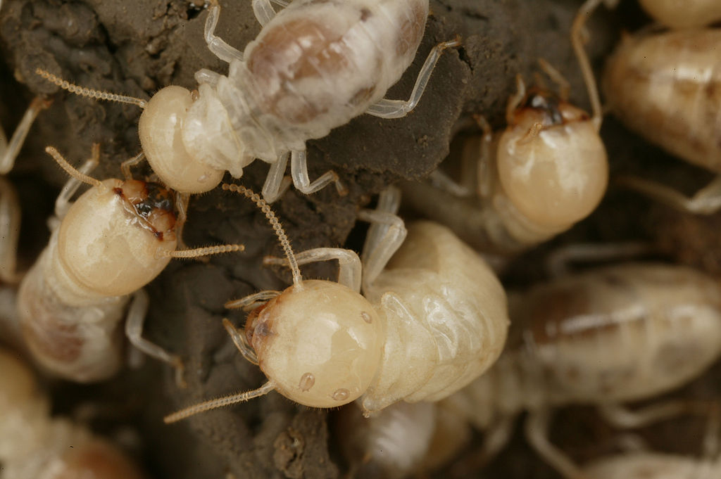How to Kill Termites?