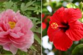 edible flowers benefits and uses