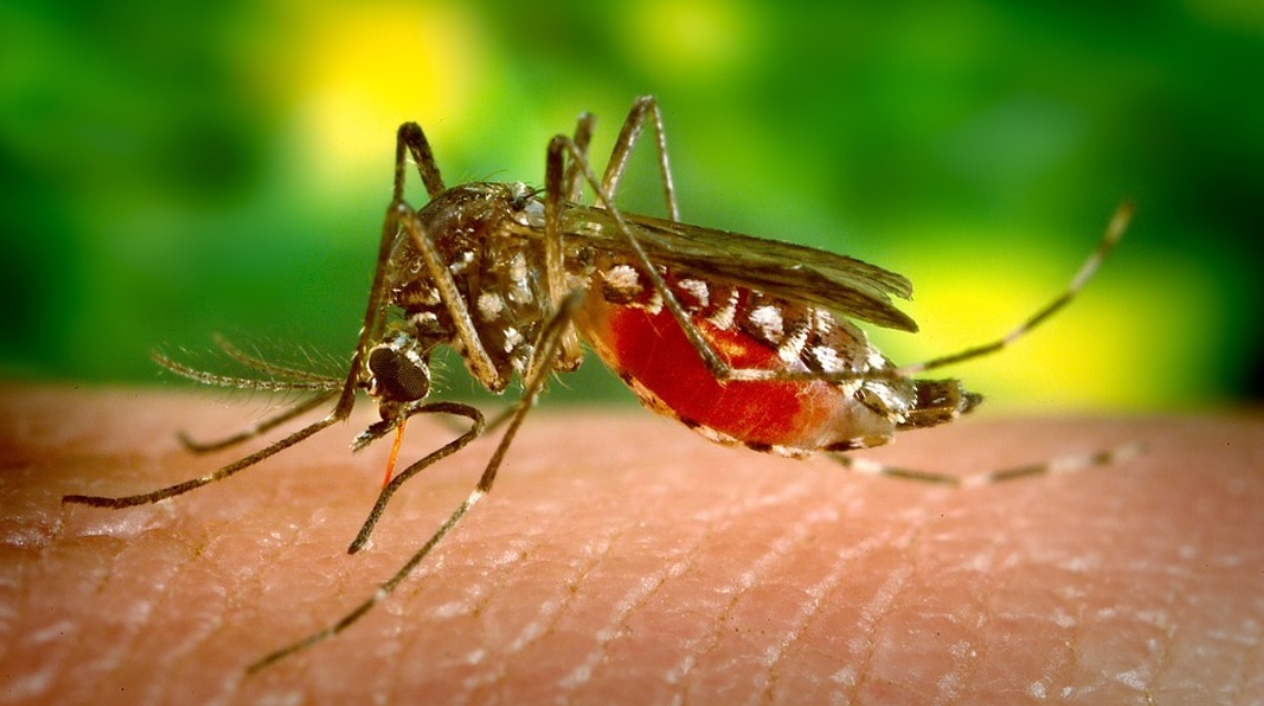 How to Get Rid of Mosquitoes with Home Remedies? How to Repel Mosquitoes?