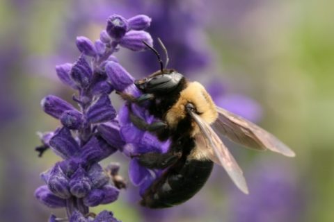 How to Get Rid Of Carpenter Bees at home?
