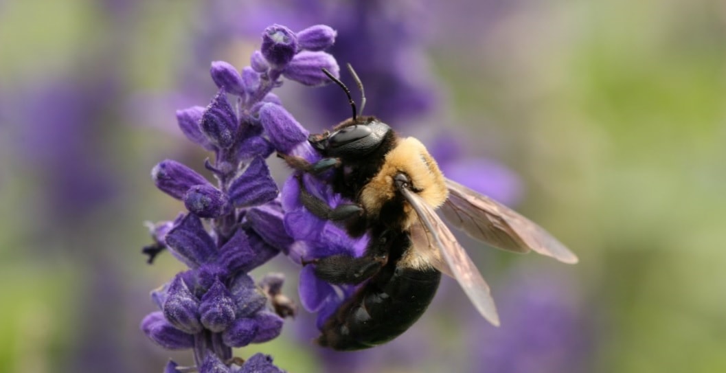 home remedy to kill bees in the ground