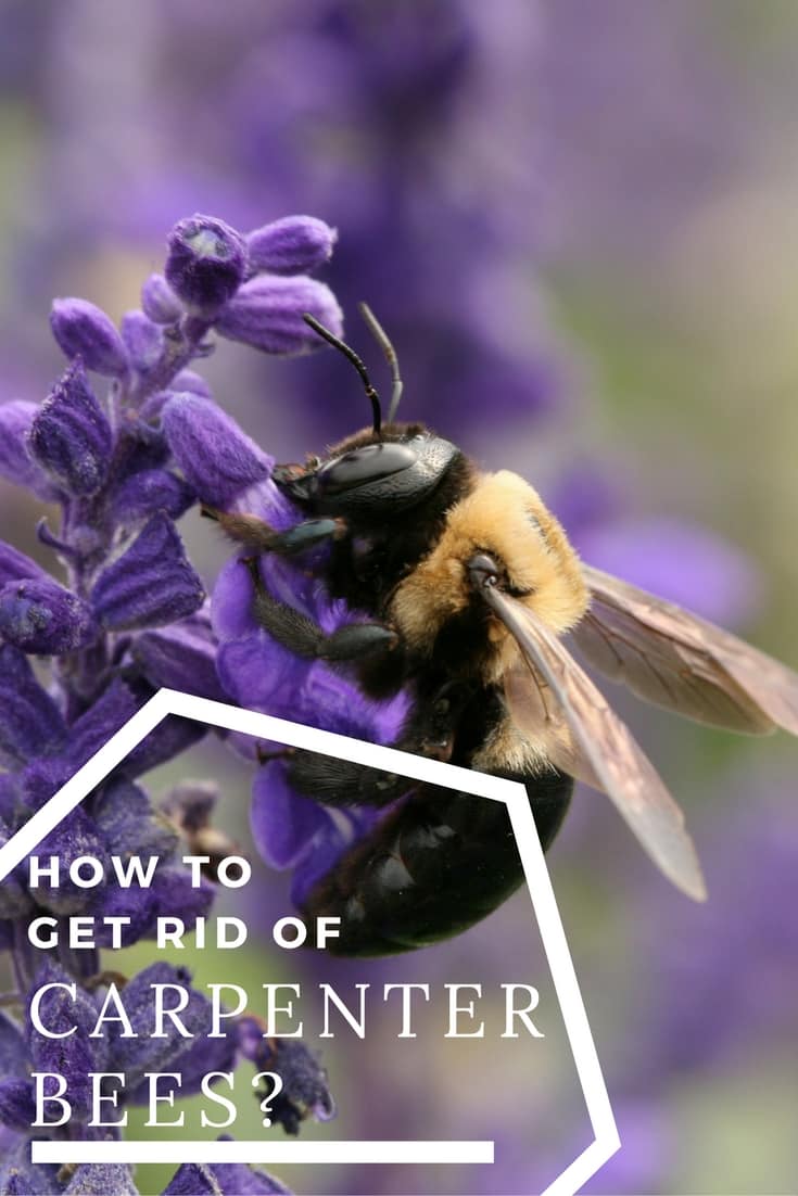 How to Get Rid Of Carpenter Bees?