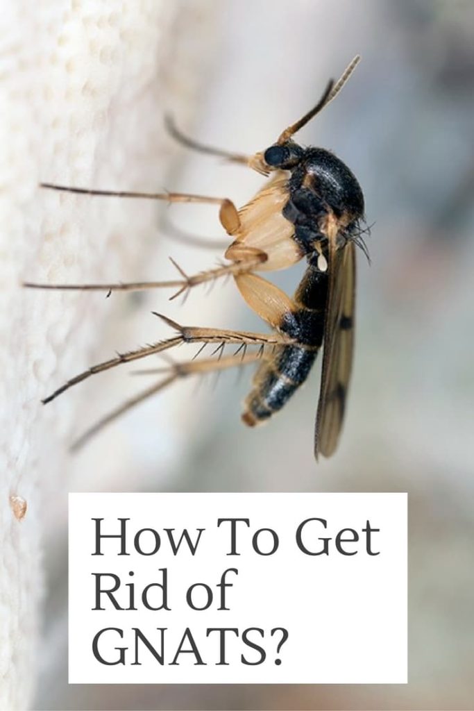 How to Get Rid Of Gnats in House with Home Remedies?