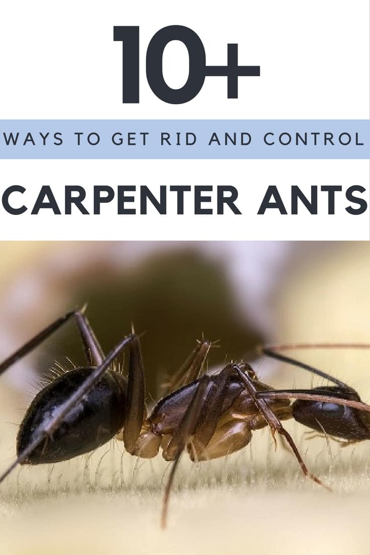 How to Get Rid of Carpenter Ants?