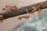 Get Rid of Fire Ants