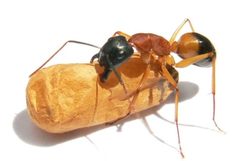 Get Rid of Sugar Ants