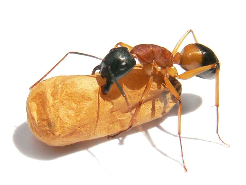 Get Rid of Sugar Ants