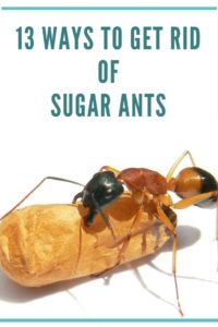 how to get rid of sugar ants?