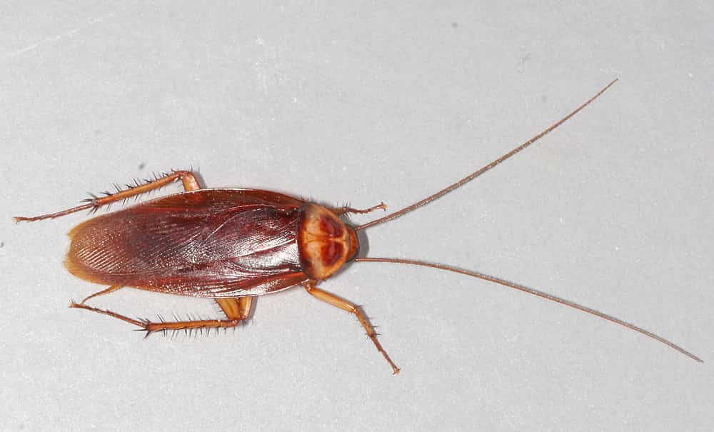 15 Best Ways To Get Rid Of Cockroaches – Rules & Remedies To Get Rid Of Roaches