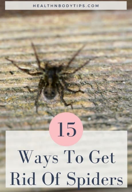 How To Get Rid Of Spiders? - 15 Top Ways To Keep The Spiders Away