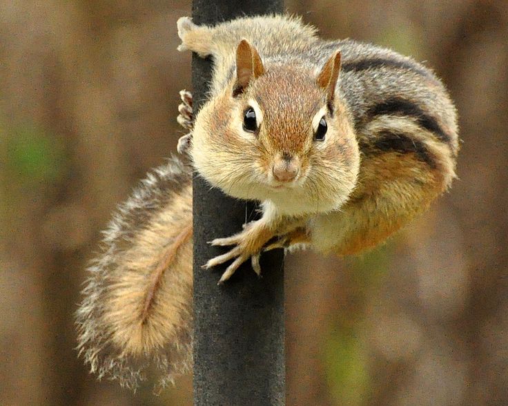 9 Easy Ways to Get Rid of Chipmunks Without Killing Them