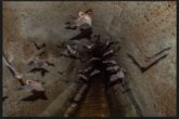 How to get rid of bats