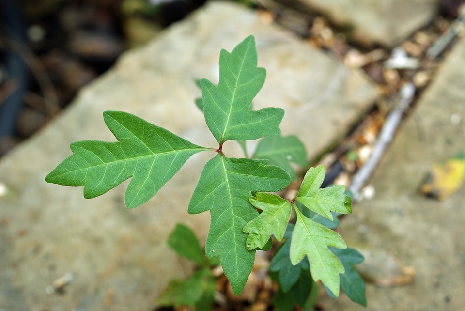 get rid of poison ivy