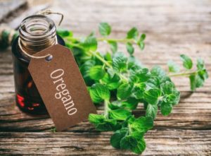 Benefits of oregano essential oil