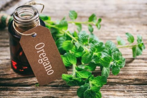 Benefits of oregano essential oil
