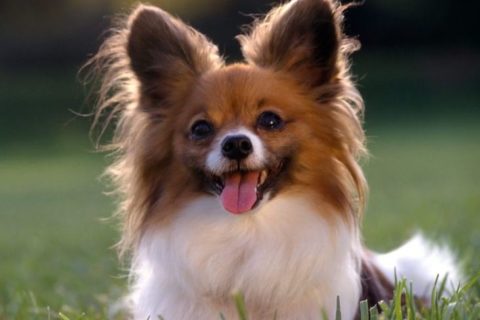 Home remedies for dog ear infection