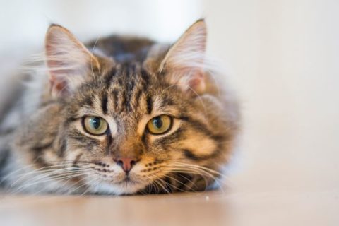 Home remedies for fleas on cats