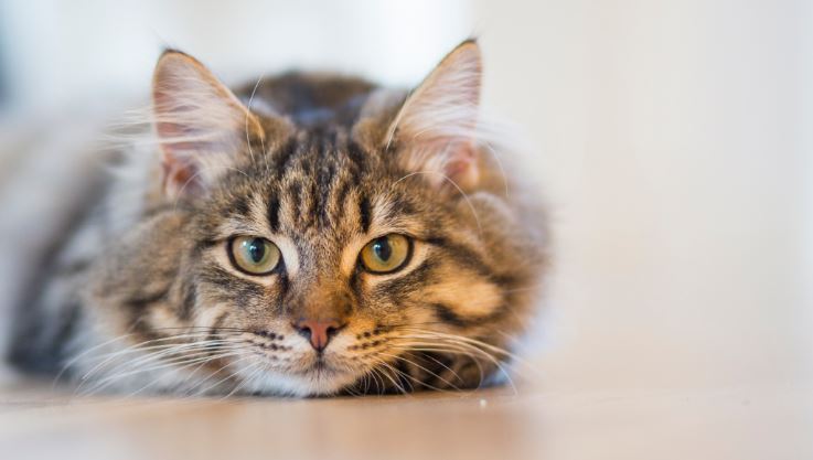 6 Natural & Safe Home Remedies for Fleas on Cats That Will Work