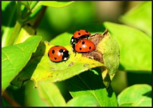 How to get rid of ladybugs