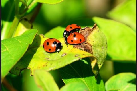 How to get rid of ladybugs