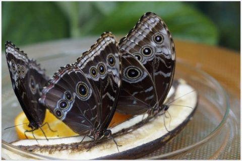 How to get rid of moths