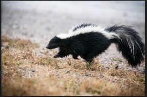 How to get rid of skunk smell