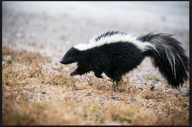 9 Home Remedies To Get Rid Of Skunk Smell From Home, Pets & Clothes
