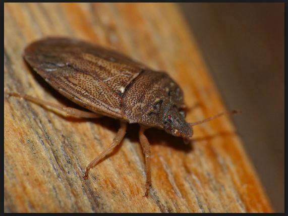 How to Get Rid of Stink Bugs with Natural Home Remedies?