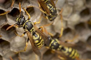 How to get rid of wasps