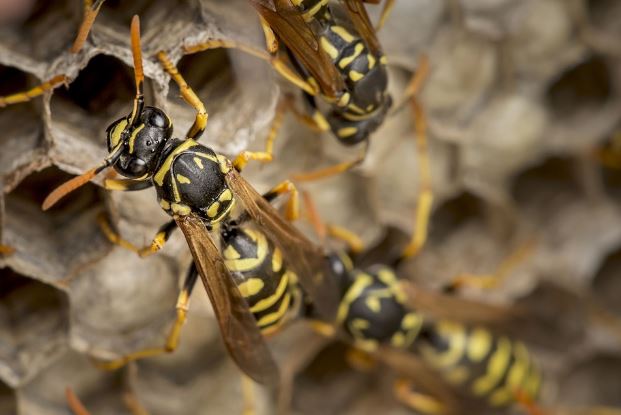 100% Safe and Natural Home Remedies to Get Rid of Wasps