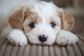 Home remedies for blood in dog stool