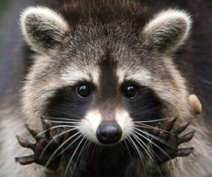 raccoons repellents harming