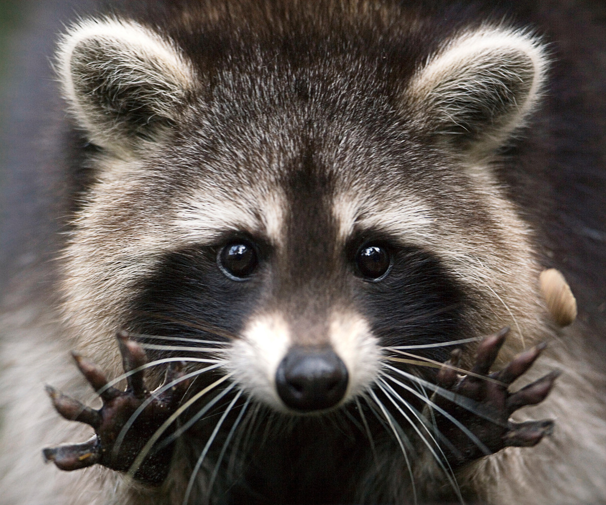 Homemade Repellents to Get Rid of Raccoons Without Harming Them