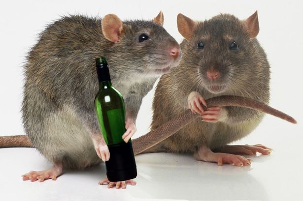Get Rid of Rats with These Easy Homemade Rat Repellents