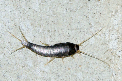 How to get rid of silverfish