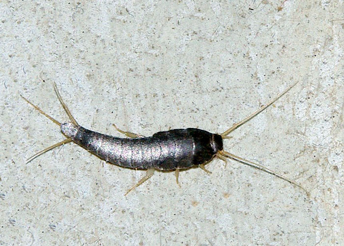 Homemade Repellents and Remedies to Get Rid of Silverfish