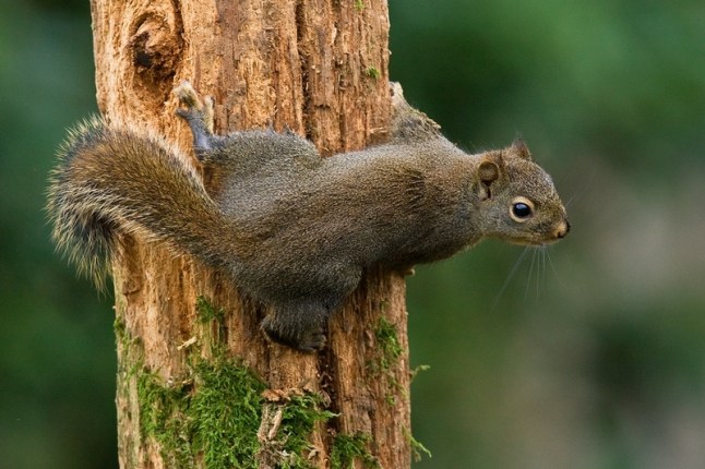 How to Get Rid of Squirrels Naturally Without Harming Them
