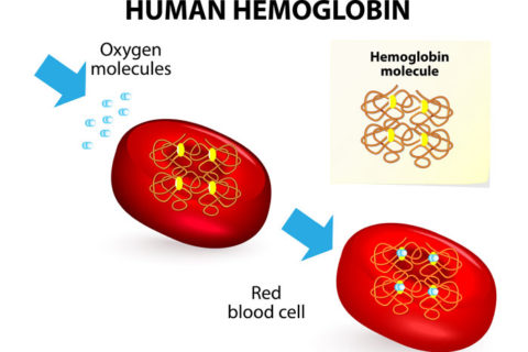 How to increase your hemoglobin level