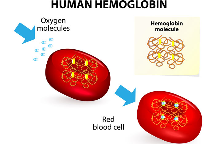 How to increase your hemoglobin level