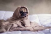 How to get rid of kennel cough