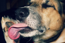 How to stop your dog from licking its paws